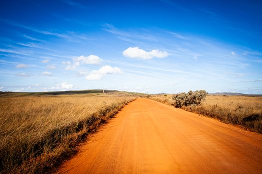 A vibrant image of a dirt road cutting through expansive golden fields under a bright blue sky.
