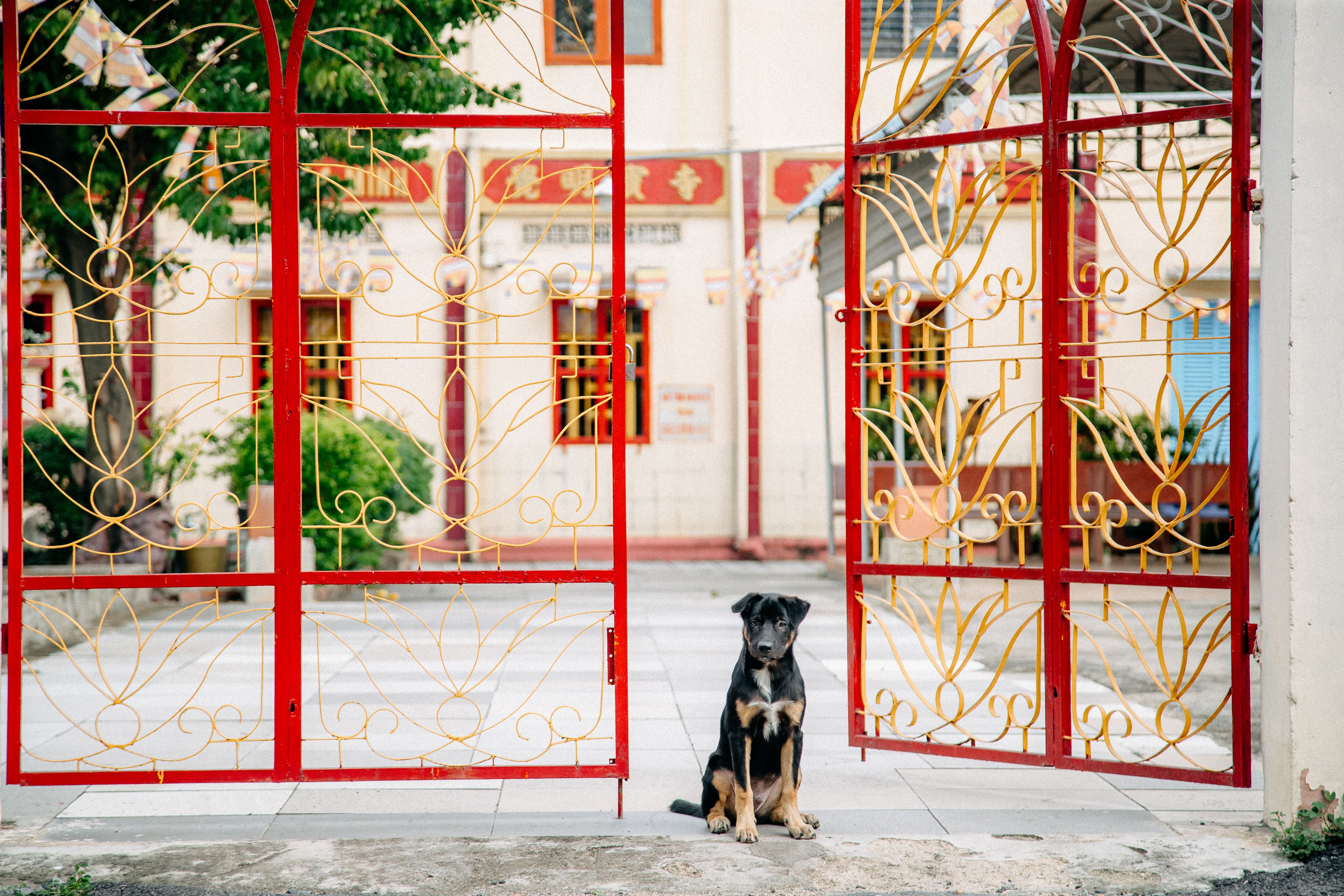 A dog waiting outside a canal-house guesthouse door in Utrecht