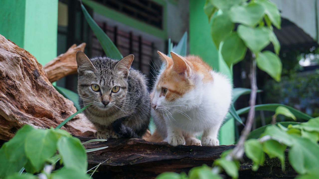 Người con gái thủy thần