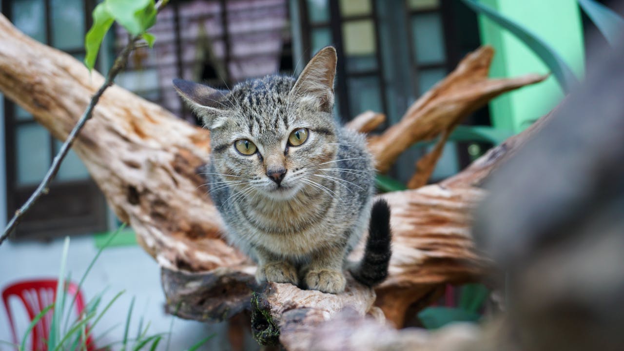 Anh hùng xạ điêu | Chương 40