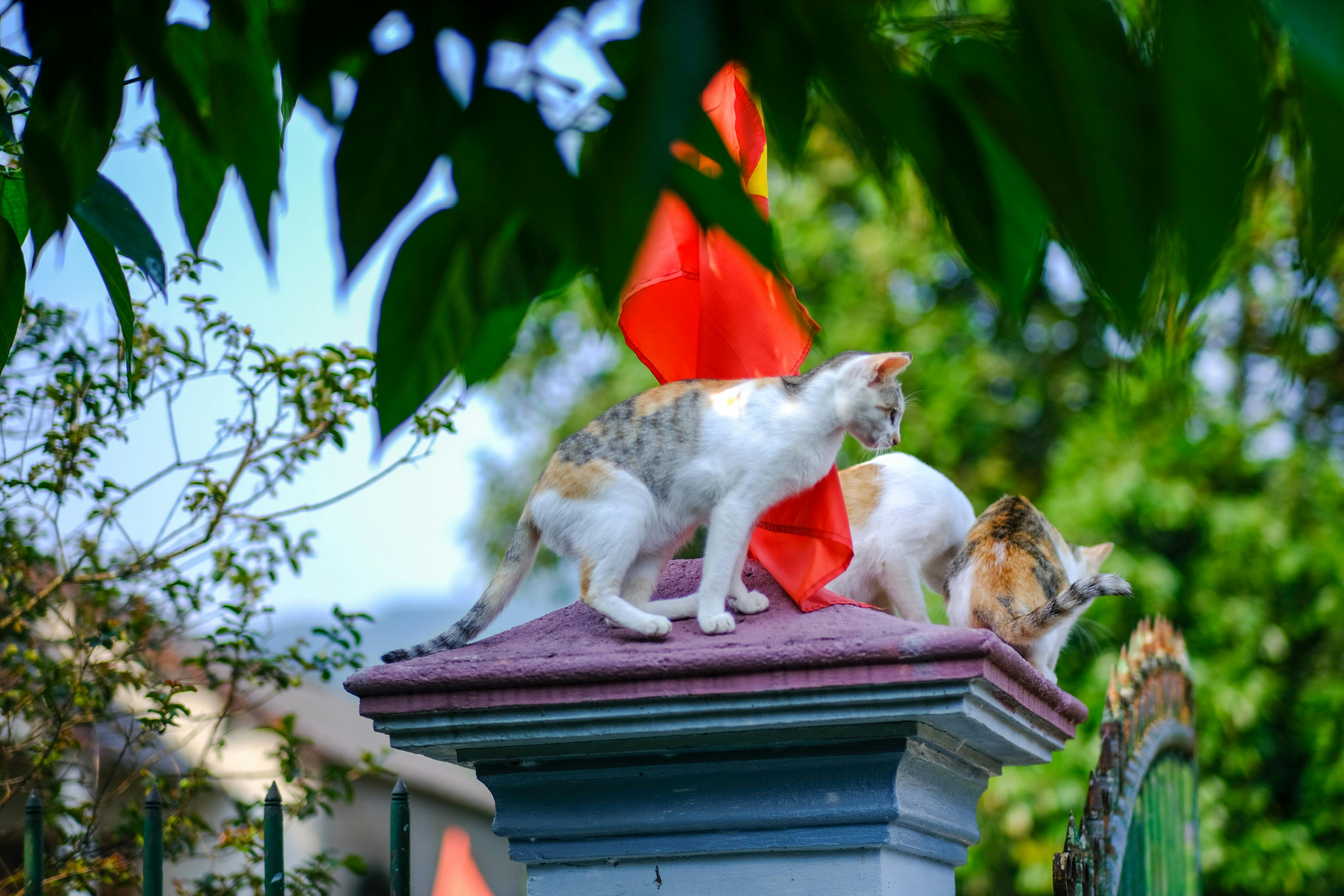 Bông hồng cài áo