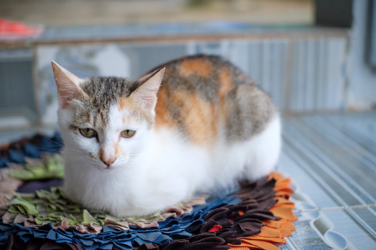 Viết bài văn nghị luận suy nghĩ về câu Cứ hướng về phía mặt trời, bóng tối sẽ ngả sau lưng bạn