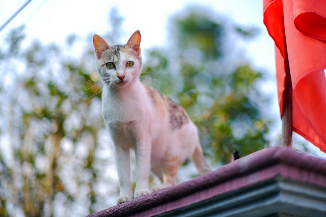 Thám tử lừng danh Conan | Chương 0905