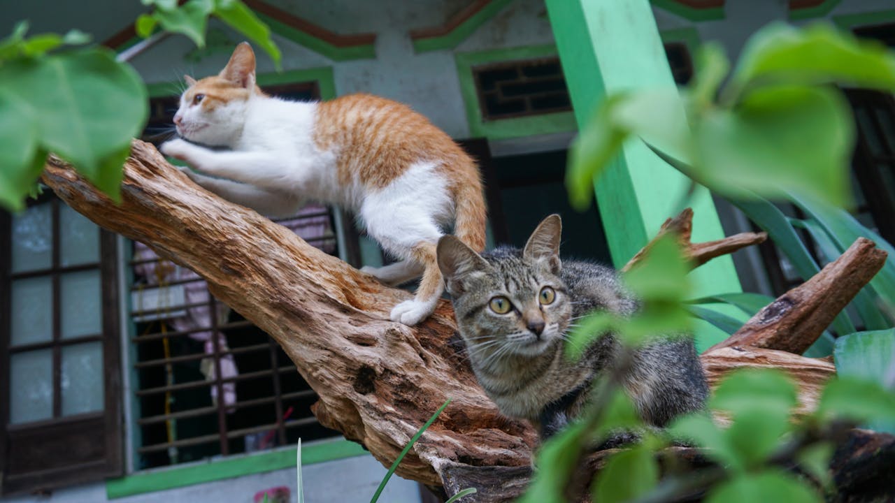 Ỷ thiên đồ long ký | Chương 32