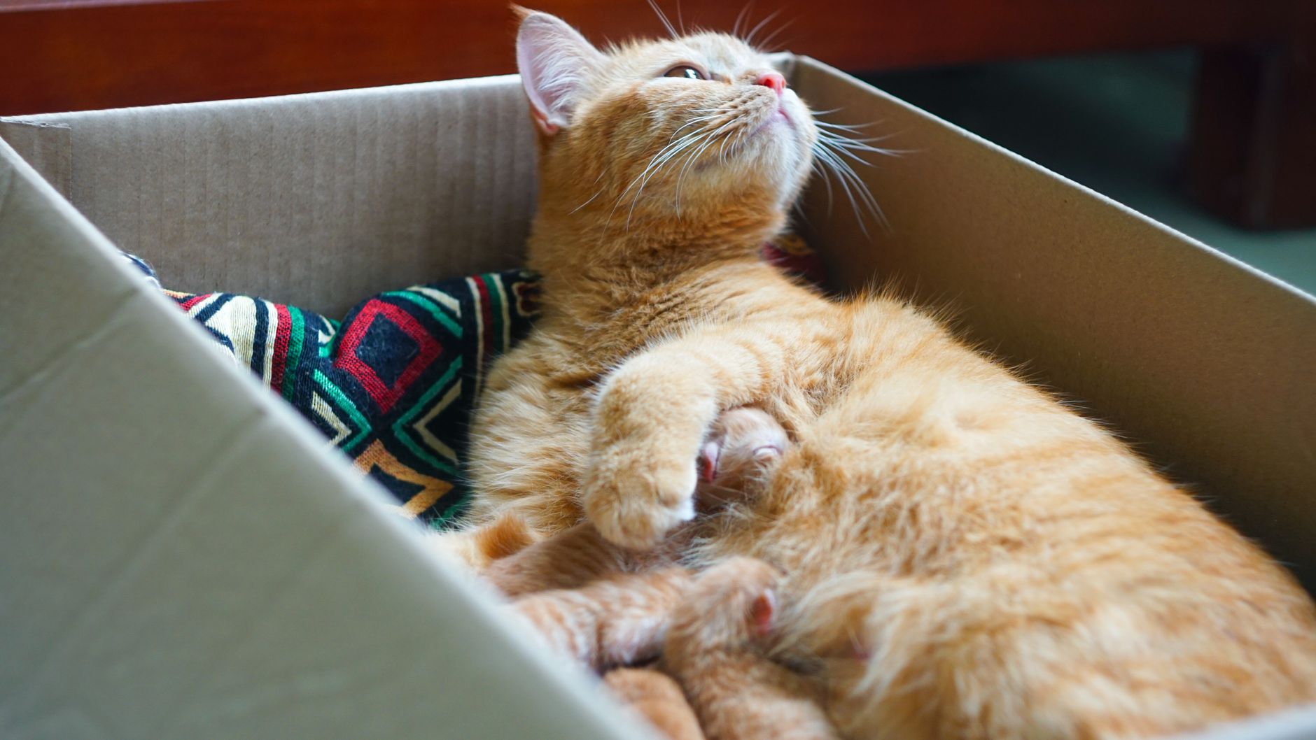 Can a Veterinary Nurse Provide Pet Care at Home?