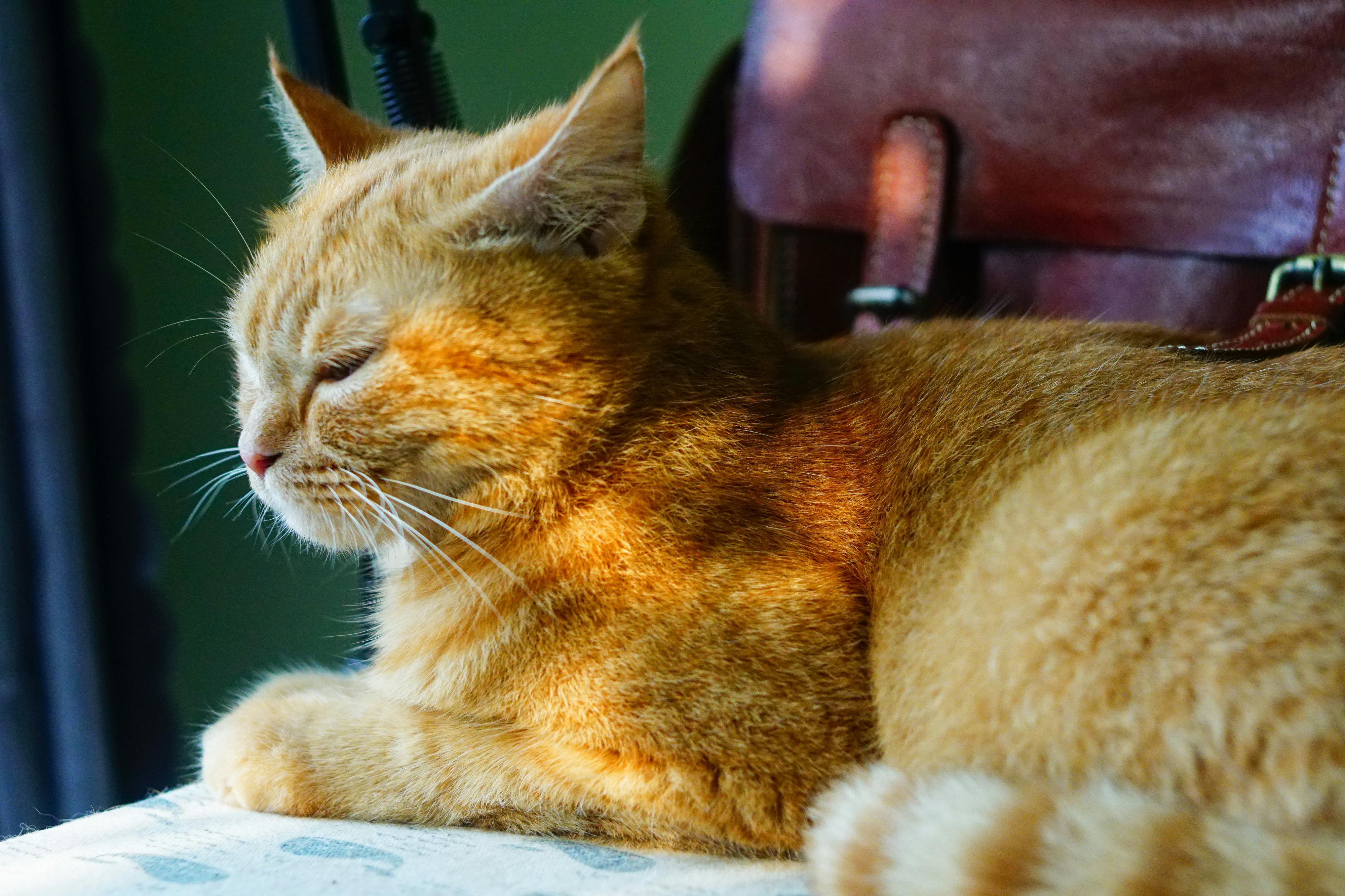 Bụt là hình hài, Bụt là tâm thức | Chương 08