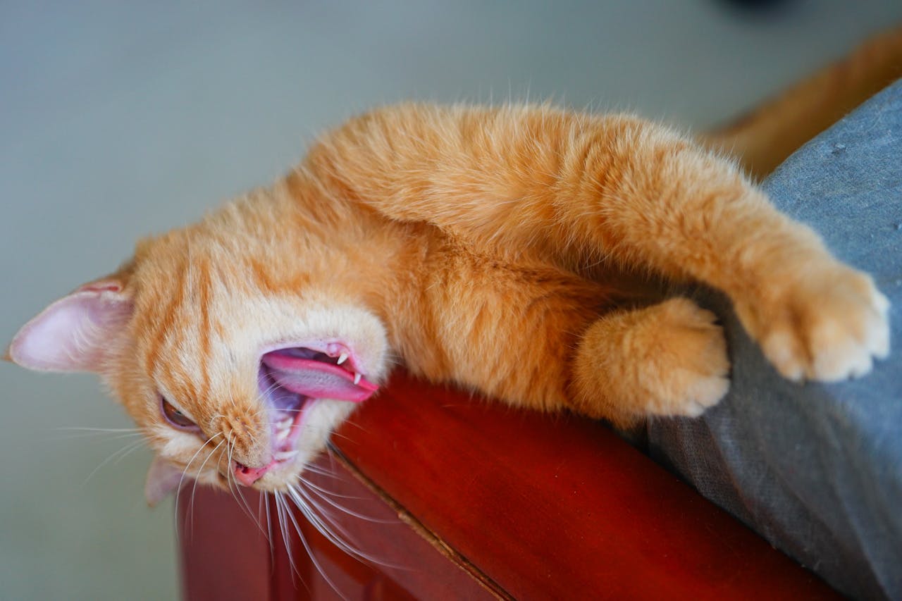 Gián điệp mạng | Chương 38