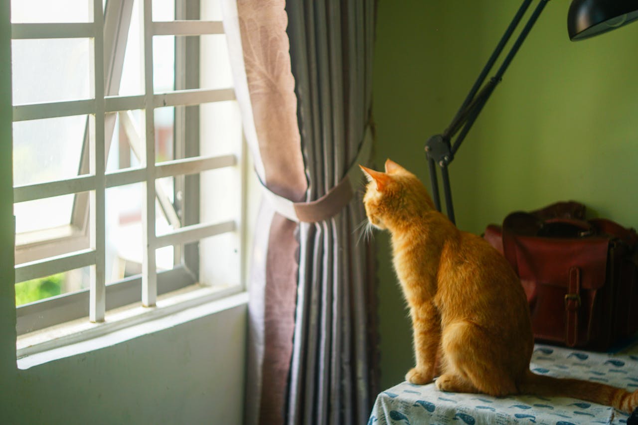 100+ caption, câu nói, câu văn hay về mùa xuân