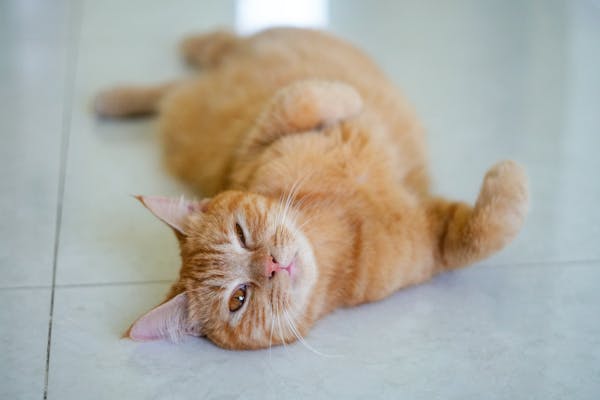 Trung tâm nghiên cứu văn học, phát triển nhà văn Việt Nam