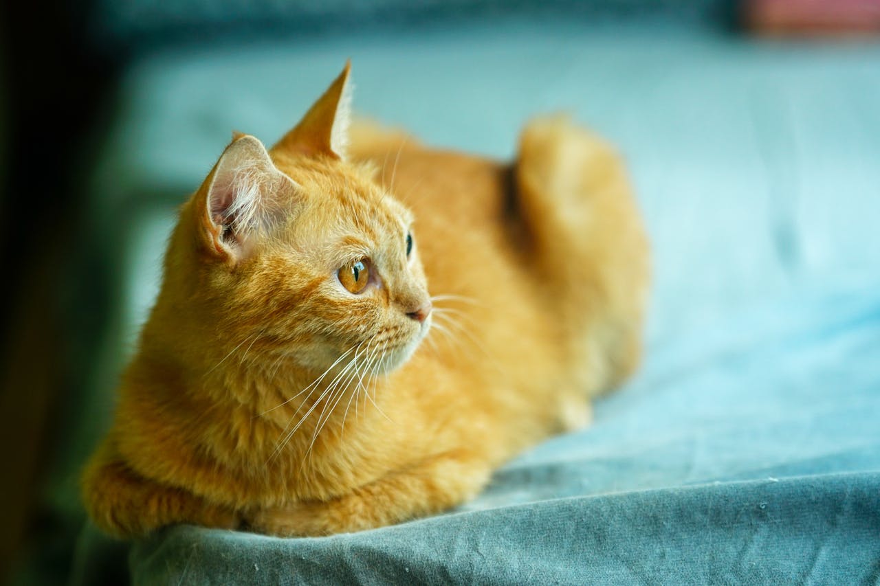 Biên niên ký chim vặn dây cót | Chương 11