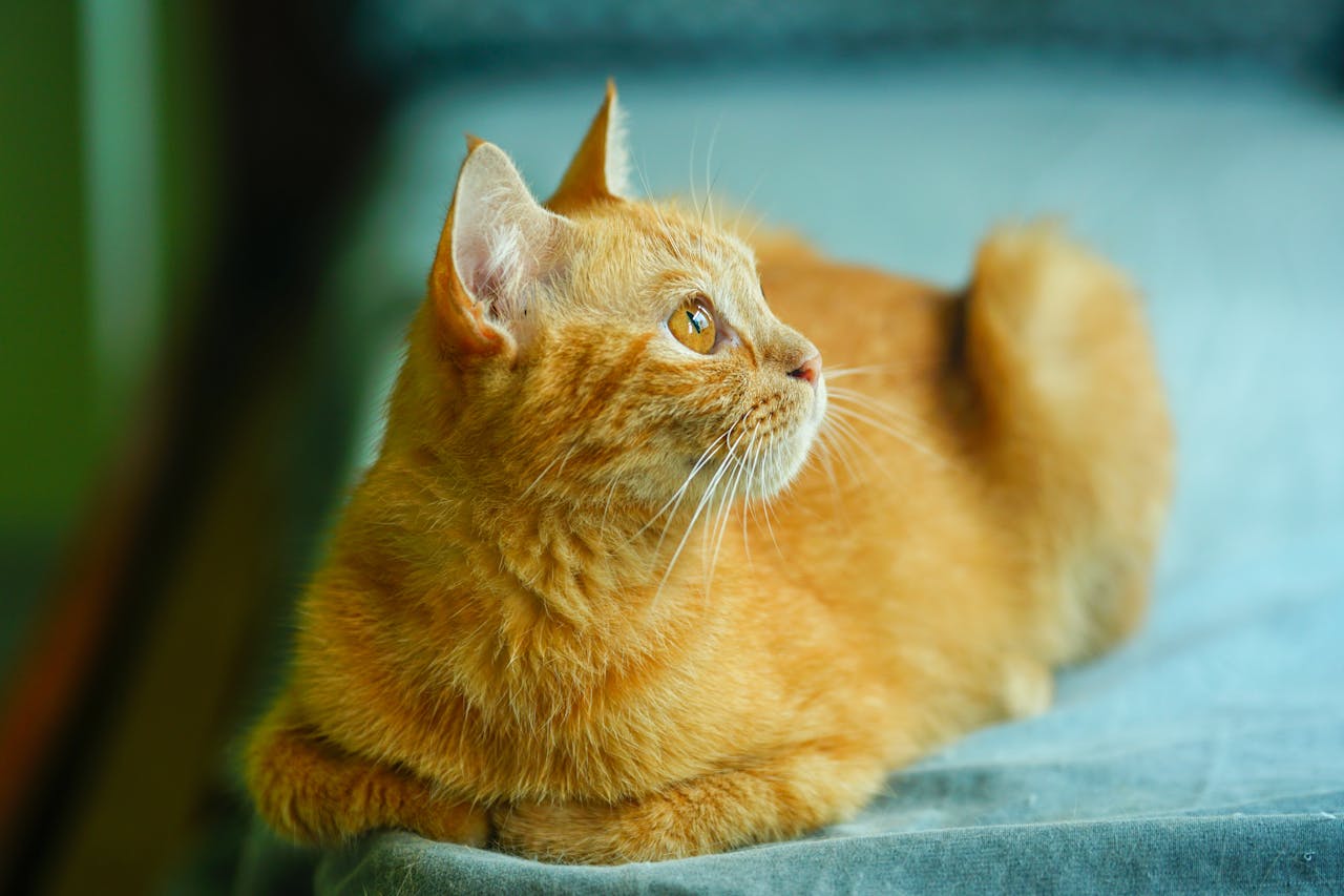 Giếng thở than | Lời nói đầu