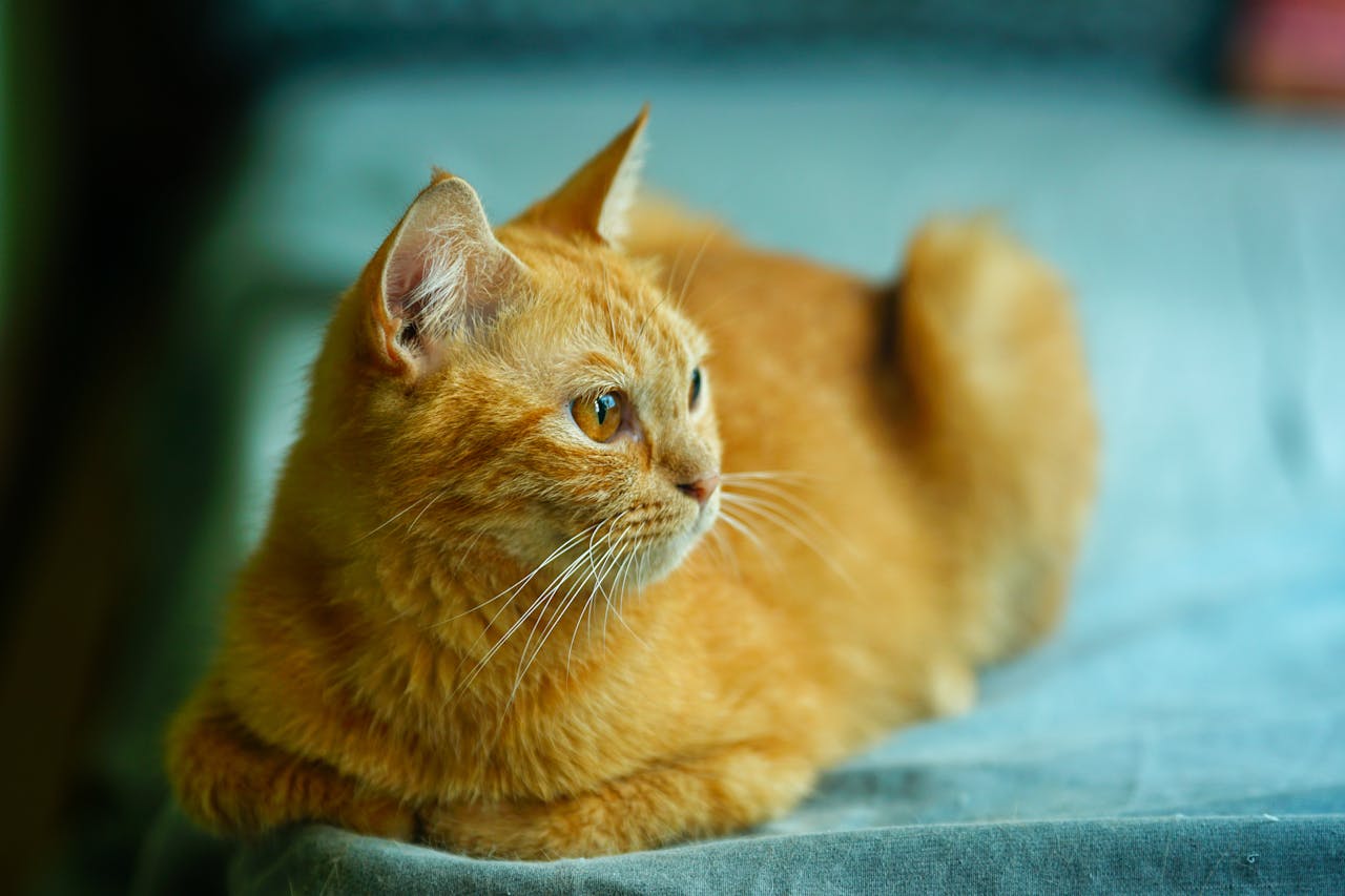 Ụ mối 4000 năm tuổi nhìn thấy từ không gian