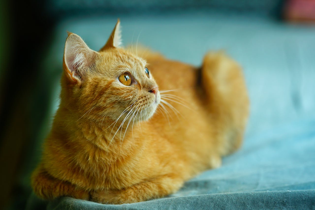 Phong cách ngôn ngữ sinh hoạt là gì?