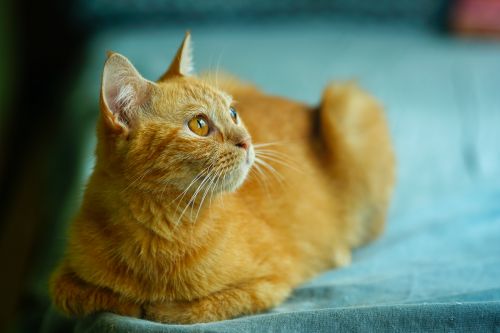 Free Adorable orange cat resting indoors, exuding charm and warmth. Perfect for pet lovers. Stock Photo