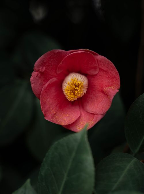 Free Close-up of a vibrant pink camellia flower with dark green leaves. Stock Photo