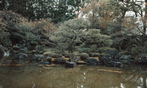 Free A peaceful scene of a Japanese garden with trees and a calm pond, capturing nature's tranquility. Stock Photo