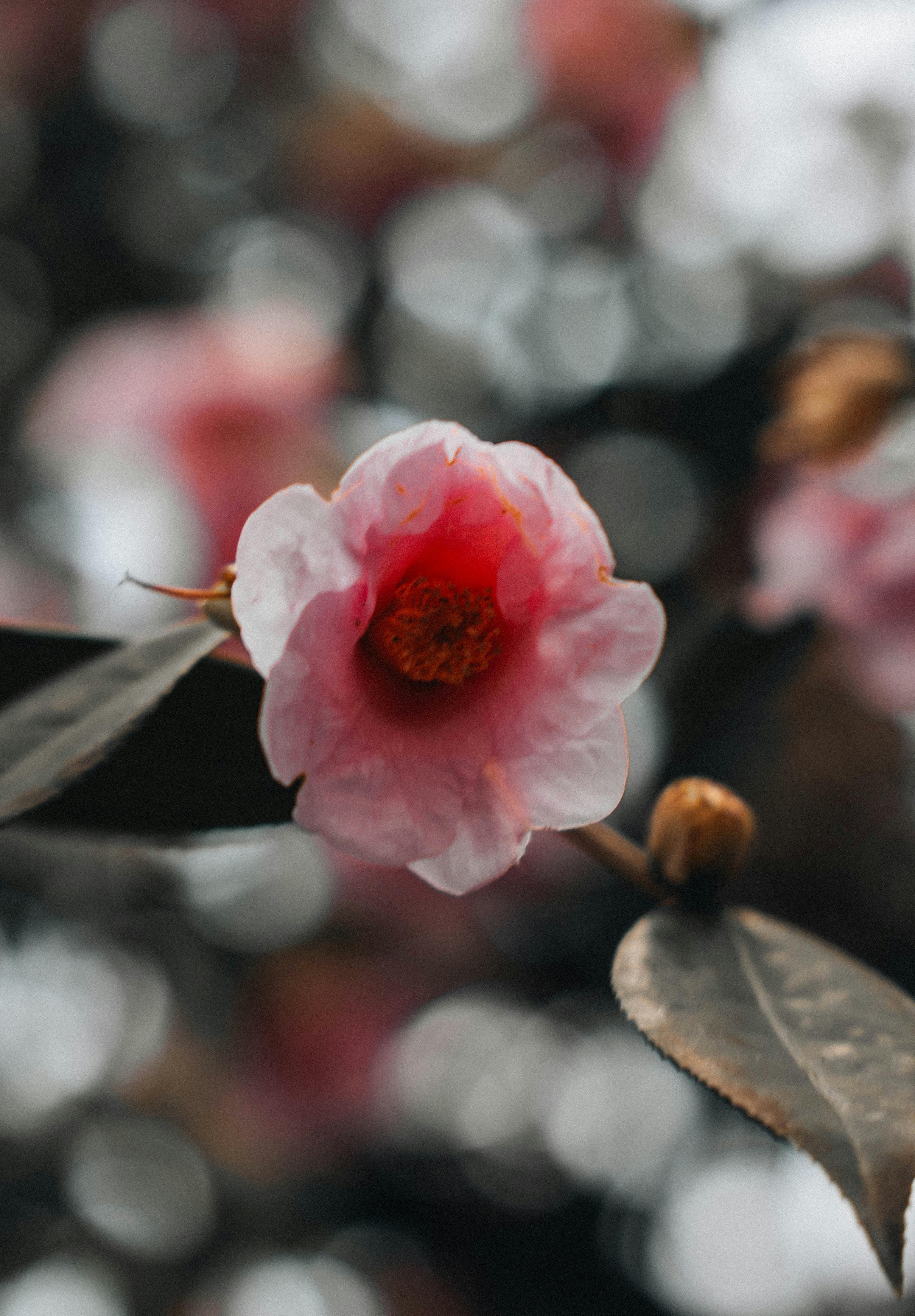 Close-up of a pink camellia flower in Japan, showcasing its natural beauty against a soft focus background.