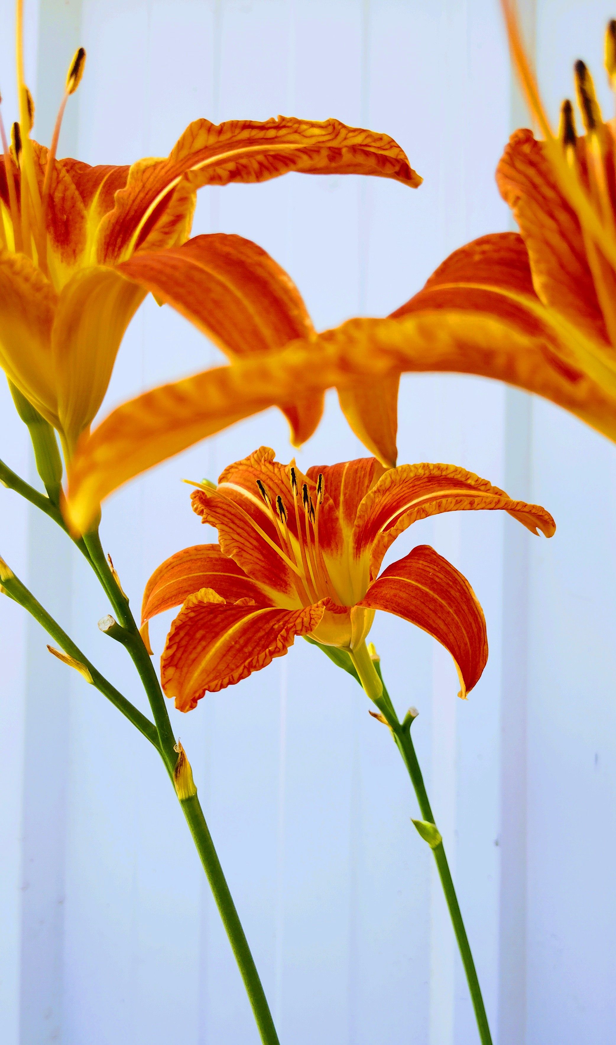 Close-up of blooming orange daylilies with vibrant petals against a white backdrop.