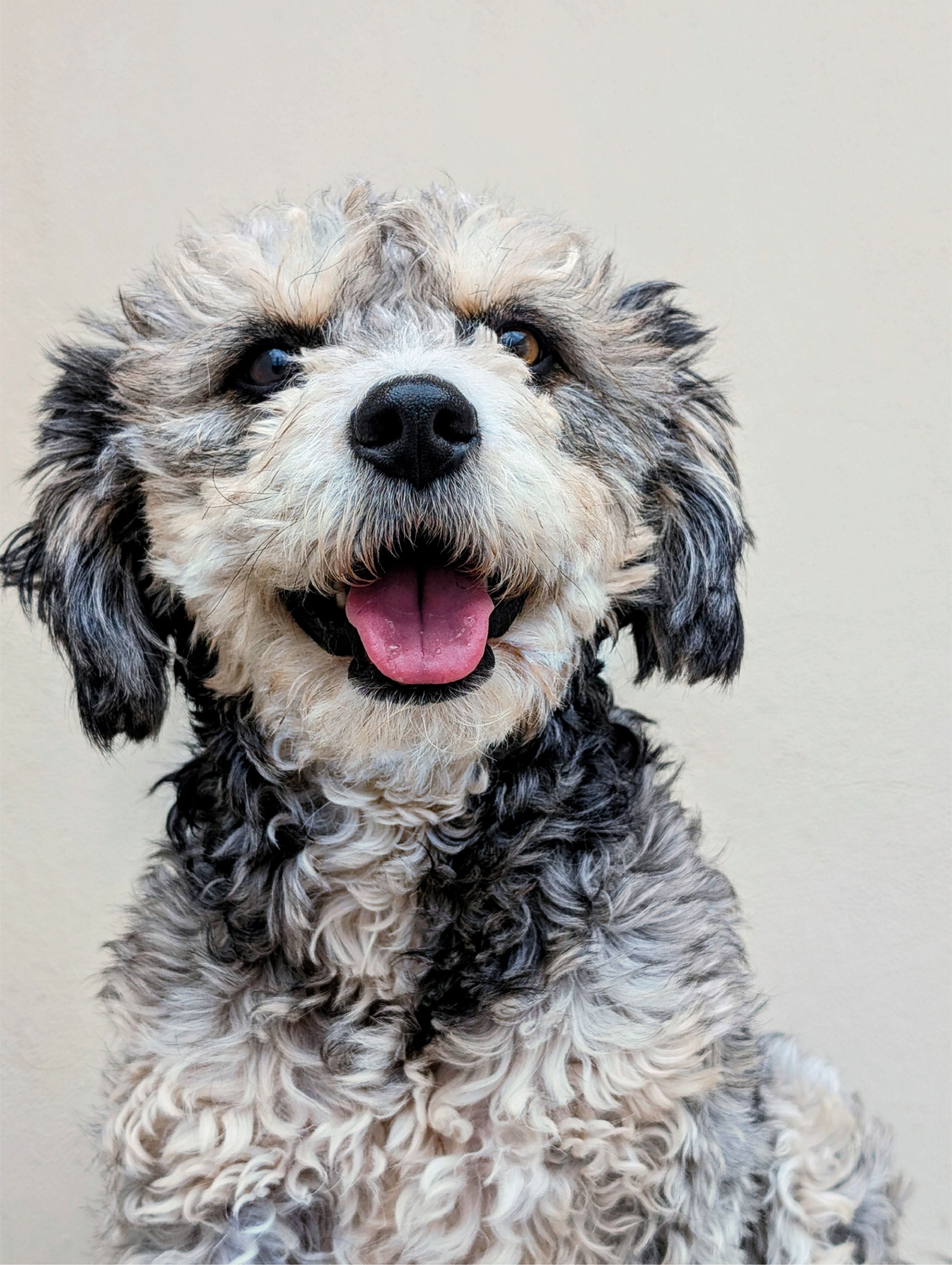 Sheepadoodle with gray and black curly coat sitting indoors