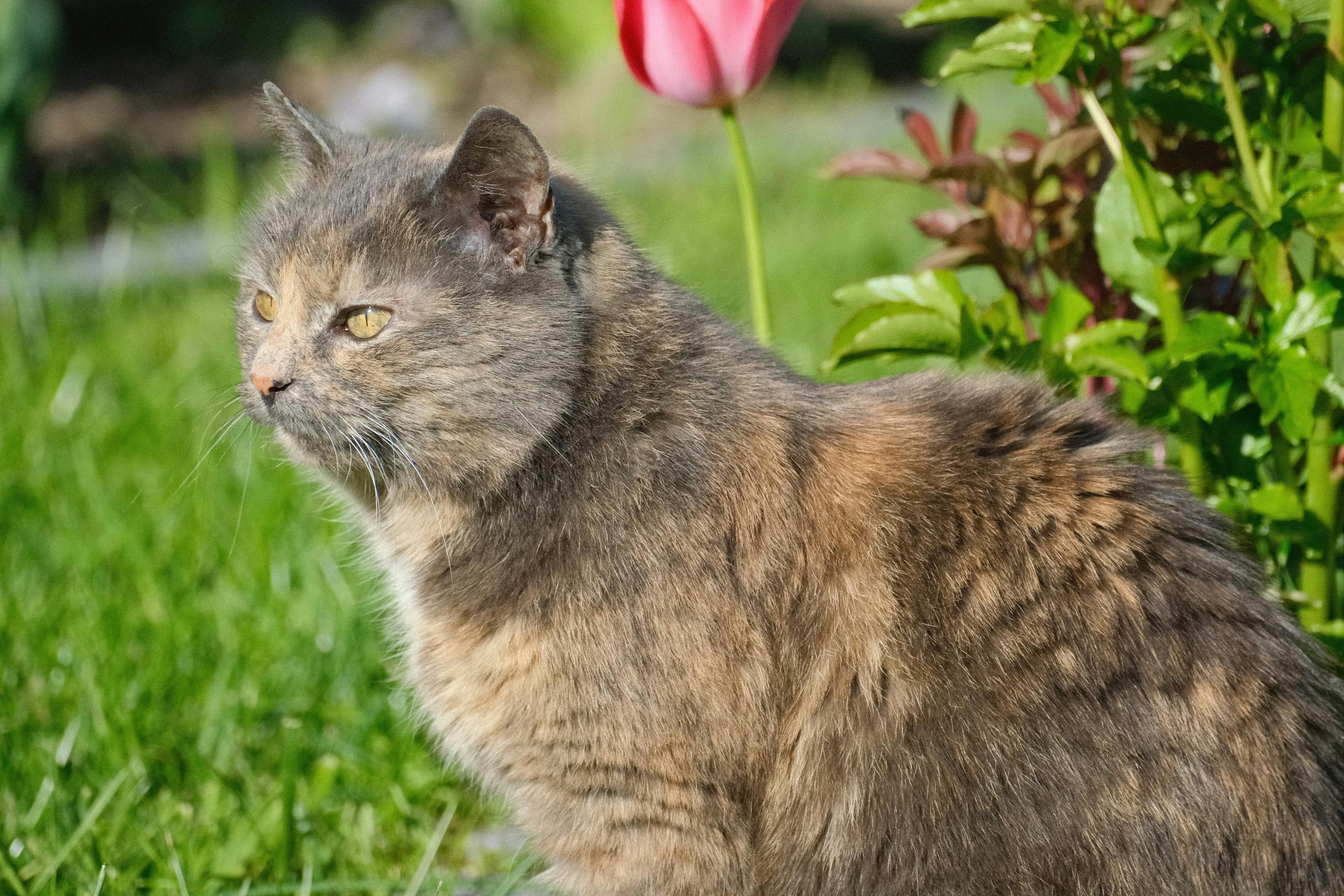 Spring Season Pet Safety Tips - WGN — Photo by Roman Biernacki on Pexels