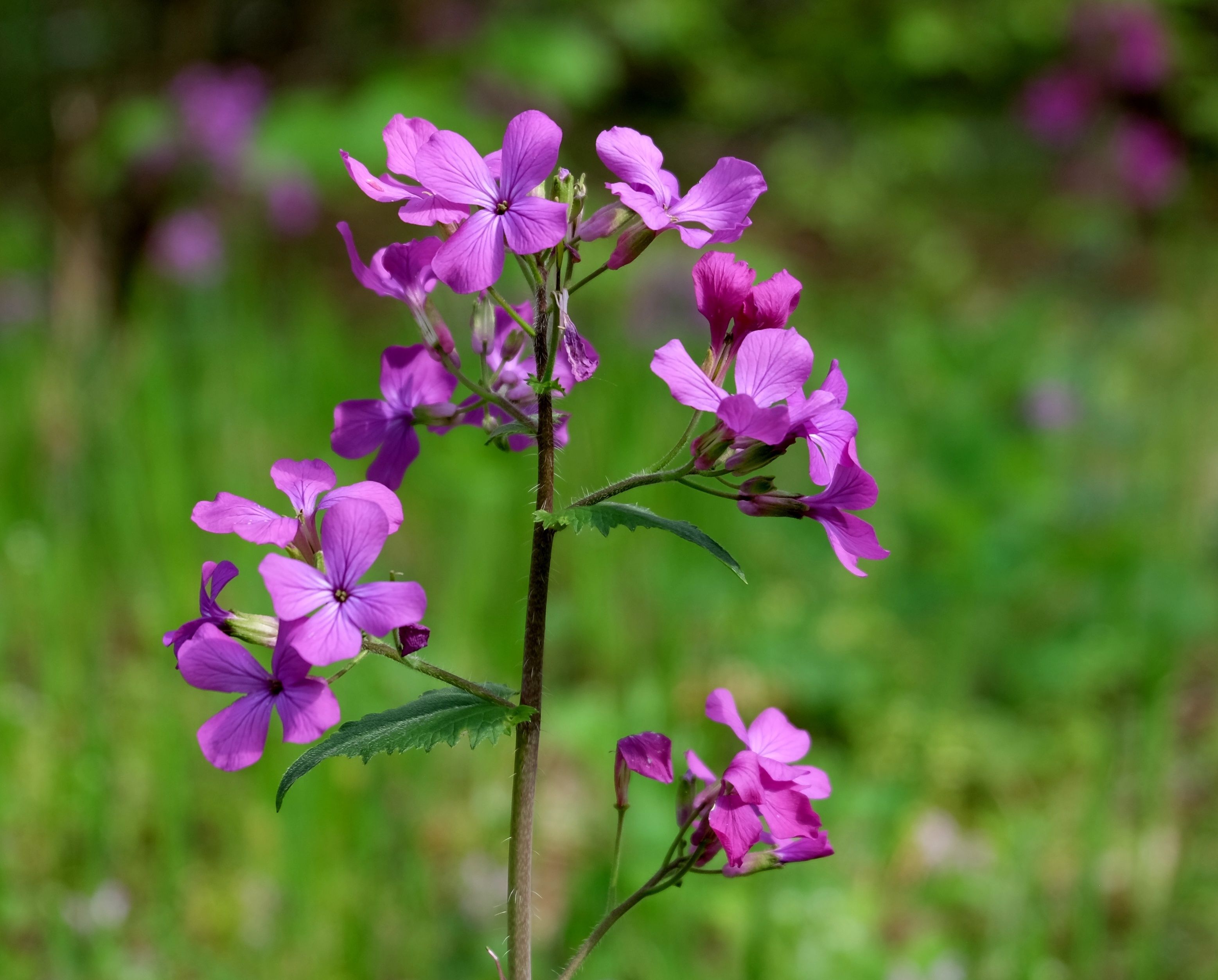 Vibrant Purple Flowers in Spring Garden · Free Stock Photo