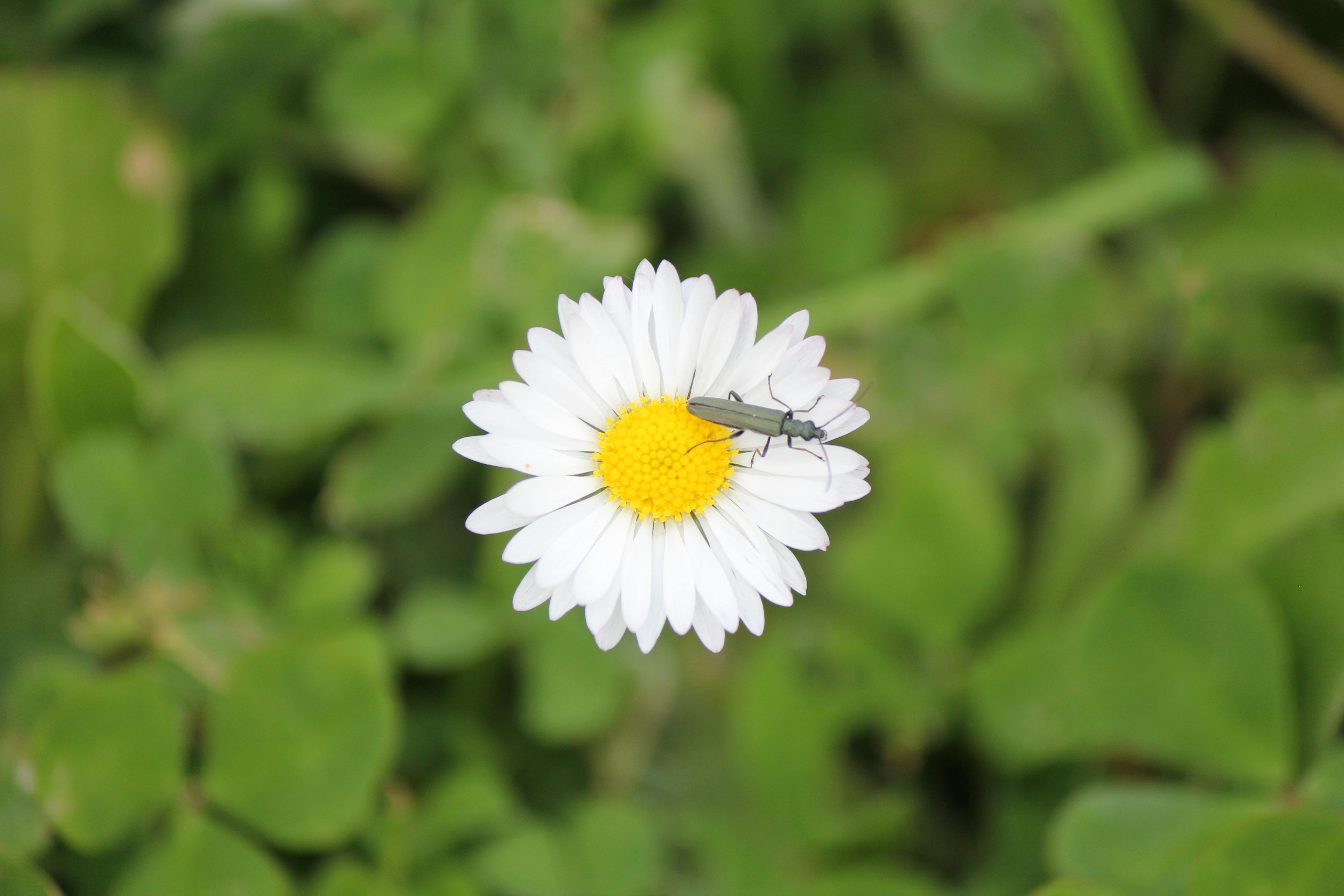 Free stock photo of daisy