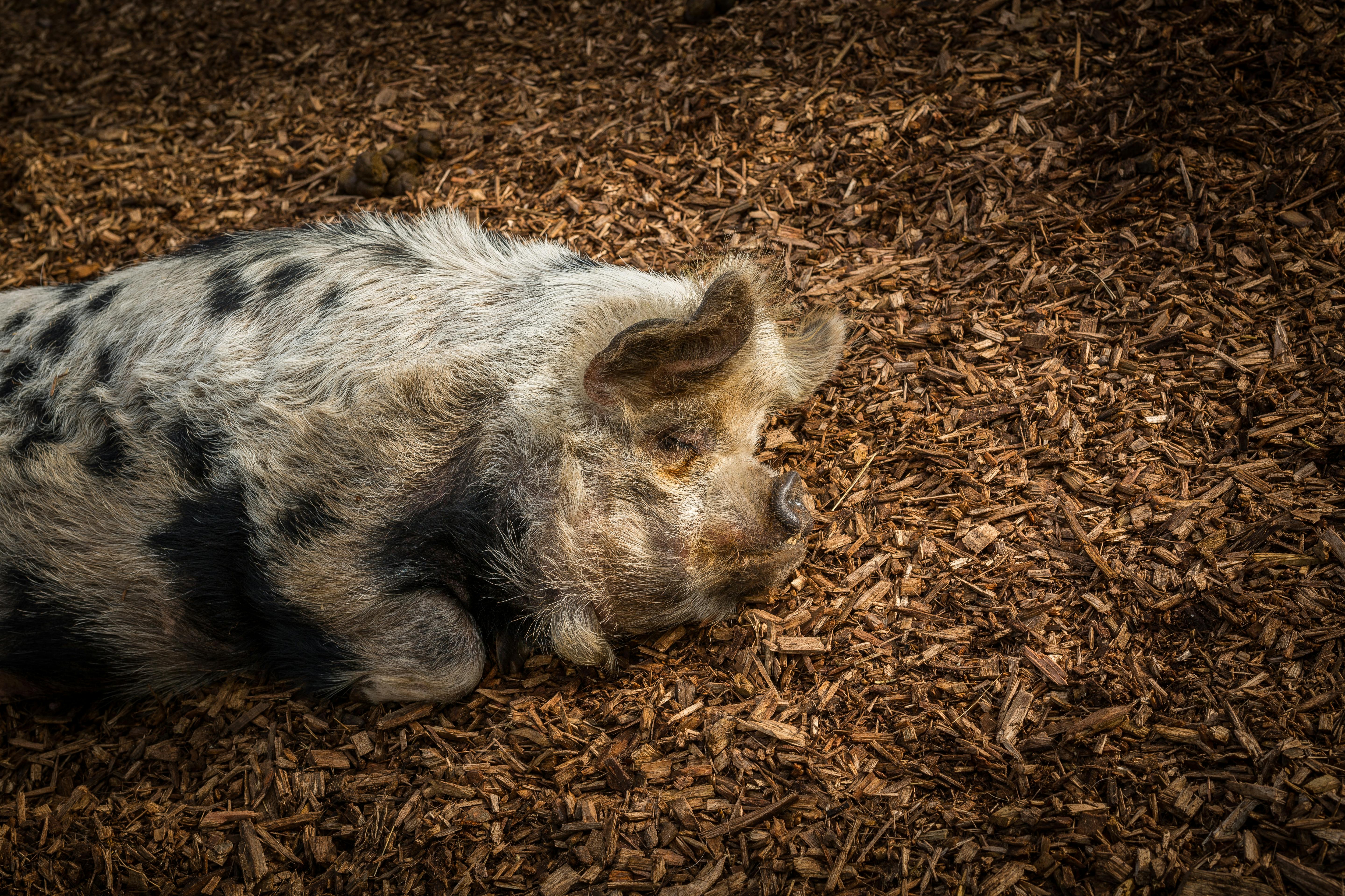 زيارة المدينة القديمة في برن
