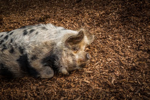 Free stock photo of animal farming, asleep, bacon