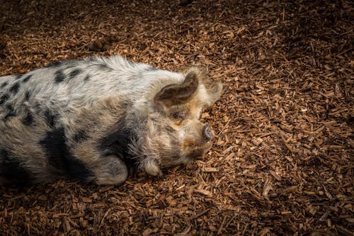 Darmowe zdjęcie z galerii z boczek, hodowla zwierząt, ogród zoologiczny