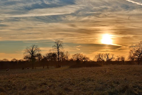 Бесплатное стоковое фото с закат, поле, После обеда