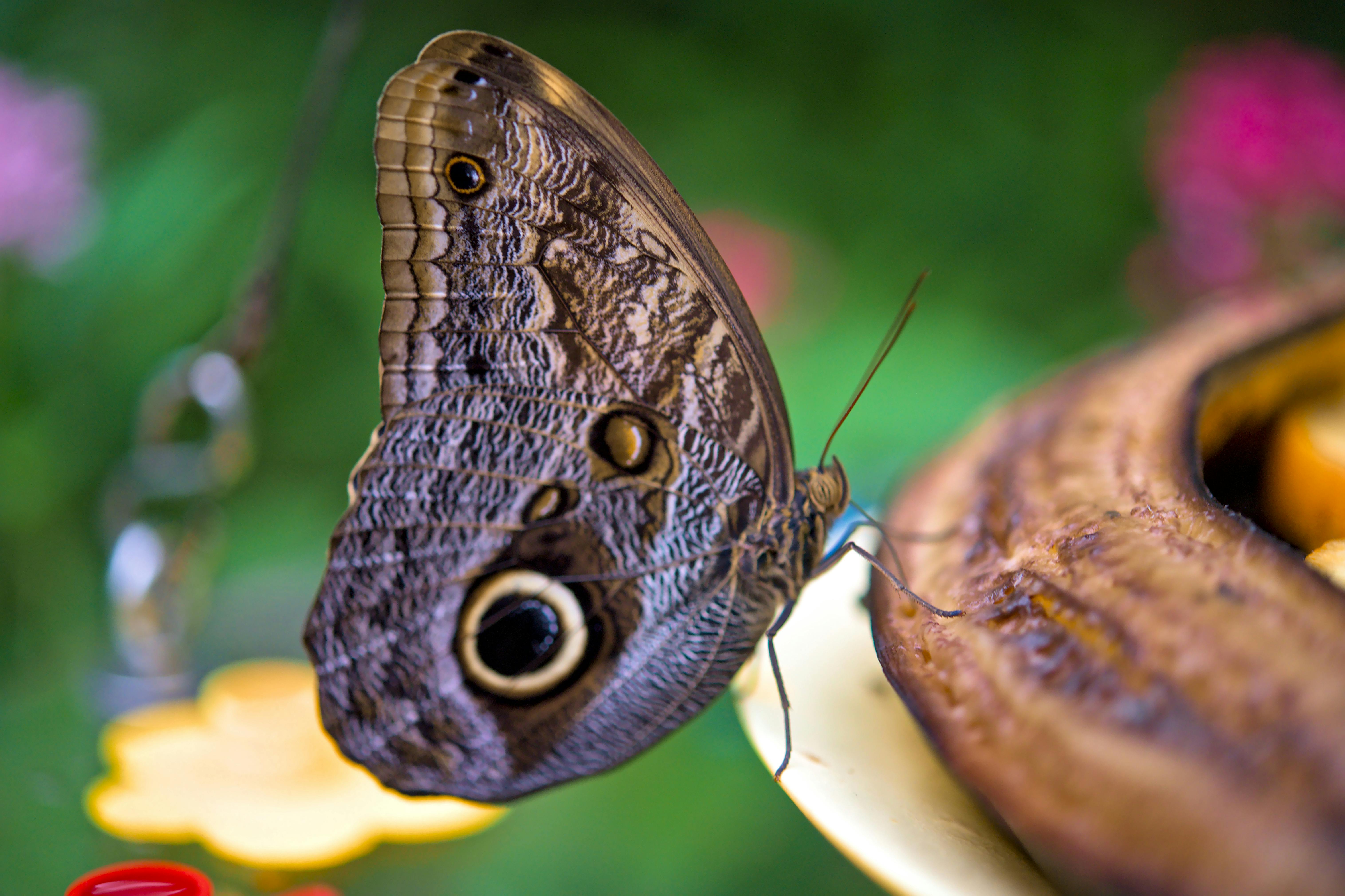 Detailed view of an Owl Butterfly feeding on a banana with a blurred green background.