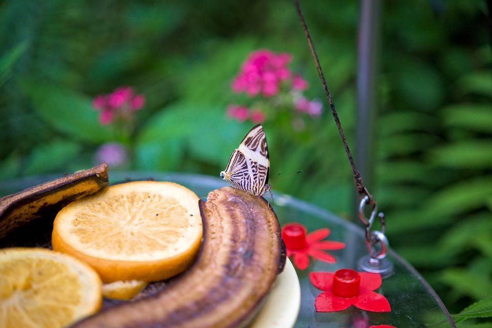 Mariposa alimentándose en la casa de mariposas