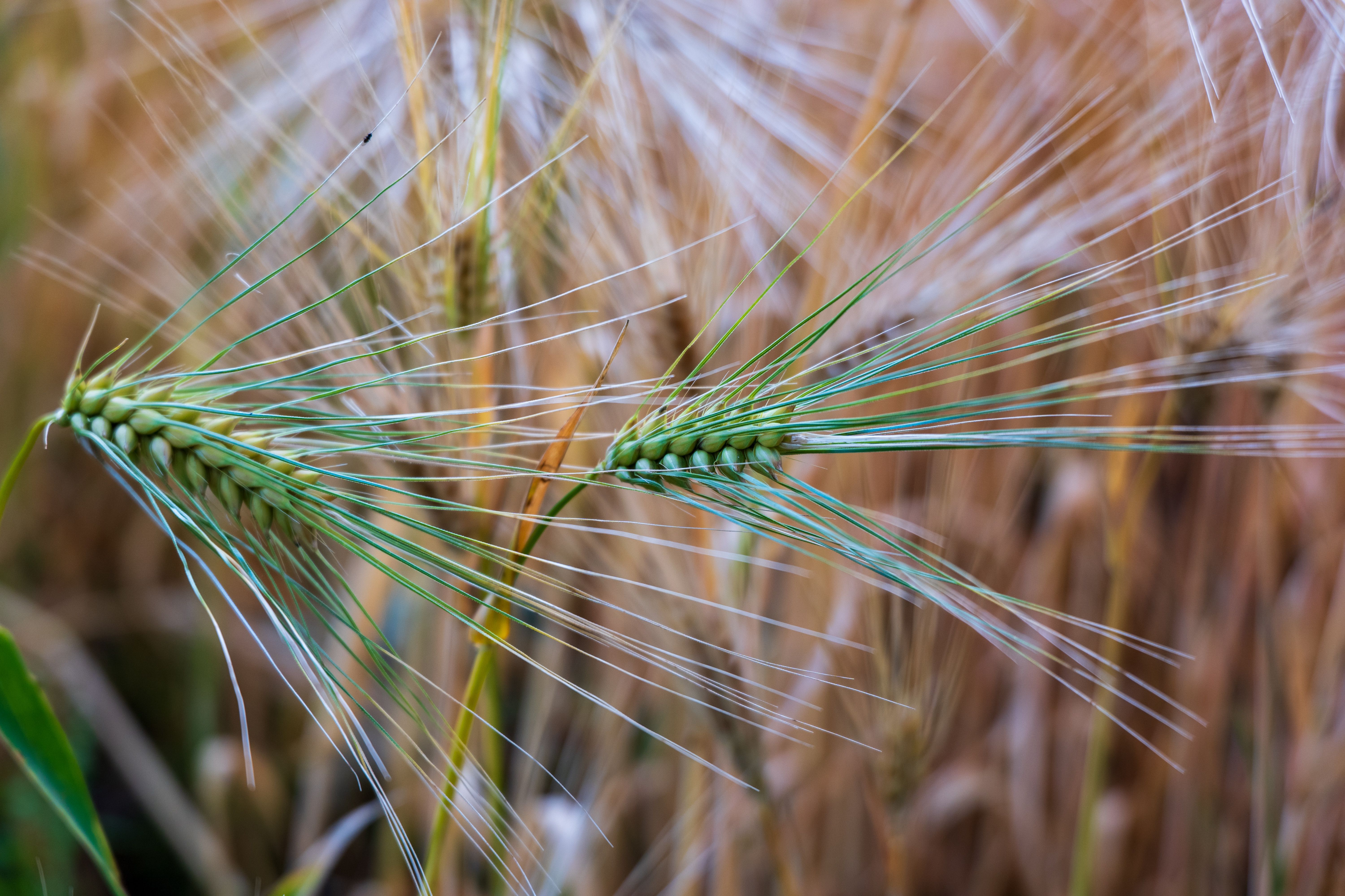 Close-up view of green barley spikes in a field, showcasing agricultural beauty.