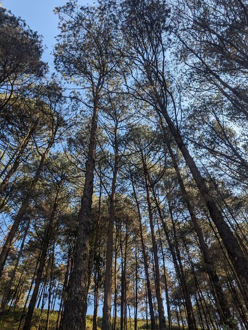 Free A view of tall pine trees in a forest with sunlight filtering through their branches. Stock Photo