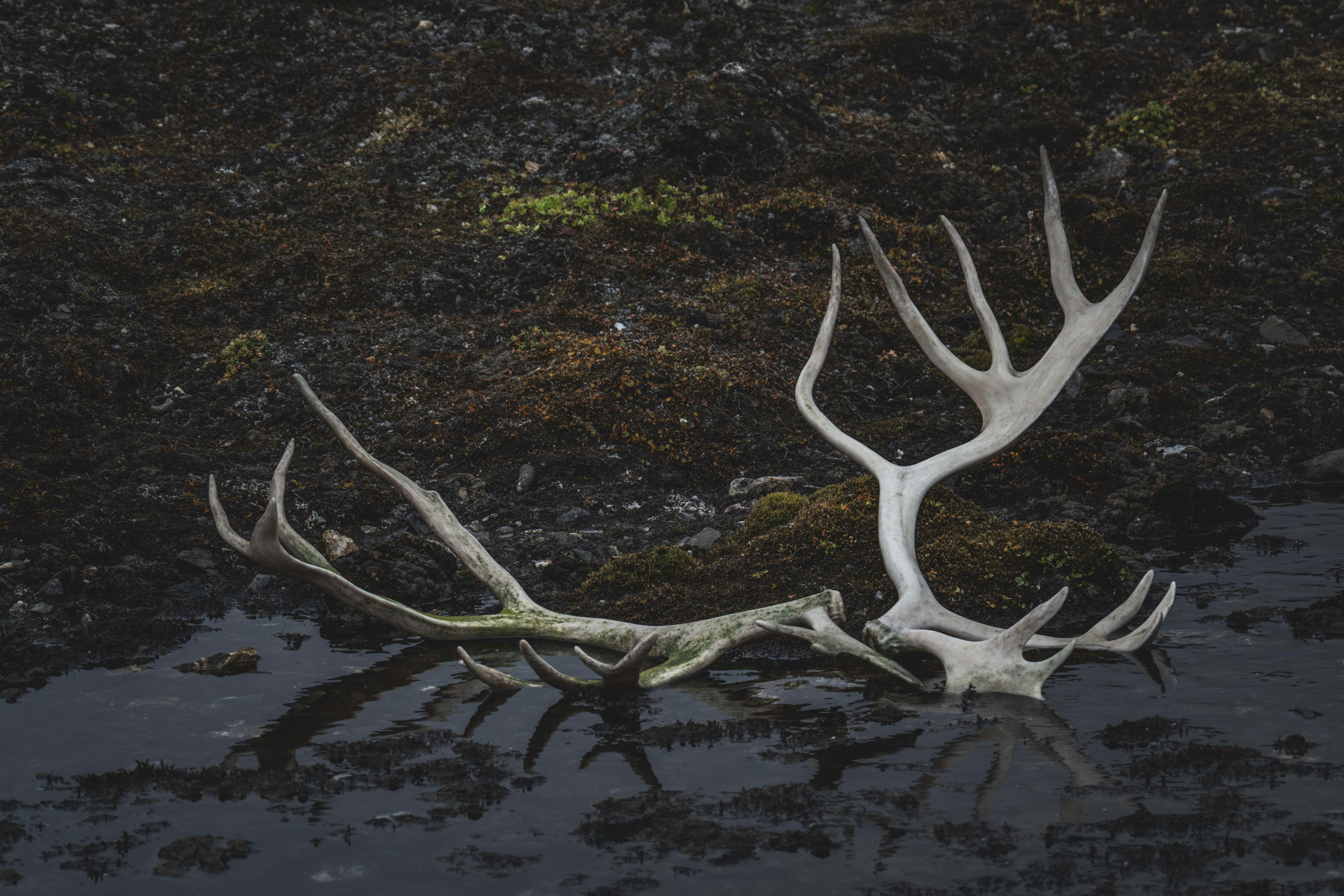 A pair of antlers on a dark rocky shore in Svalbard, showcasing nature's remains.