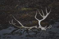 A pair of antlers on a dark rocky shore in Svalbard, showcasing nature's remains.