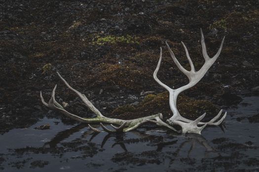 A pair of antlers on a dark rocky shore in Svalbard, showcasing nature's remains.