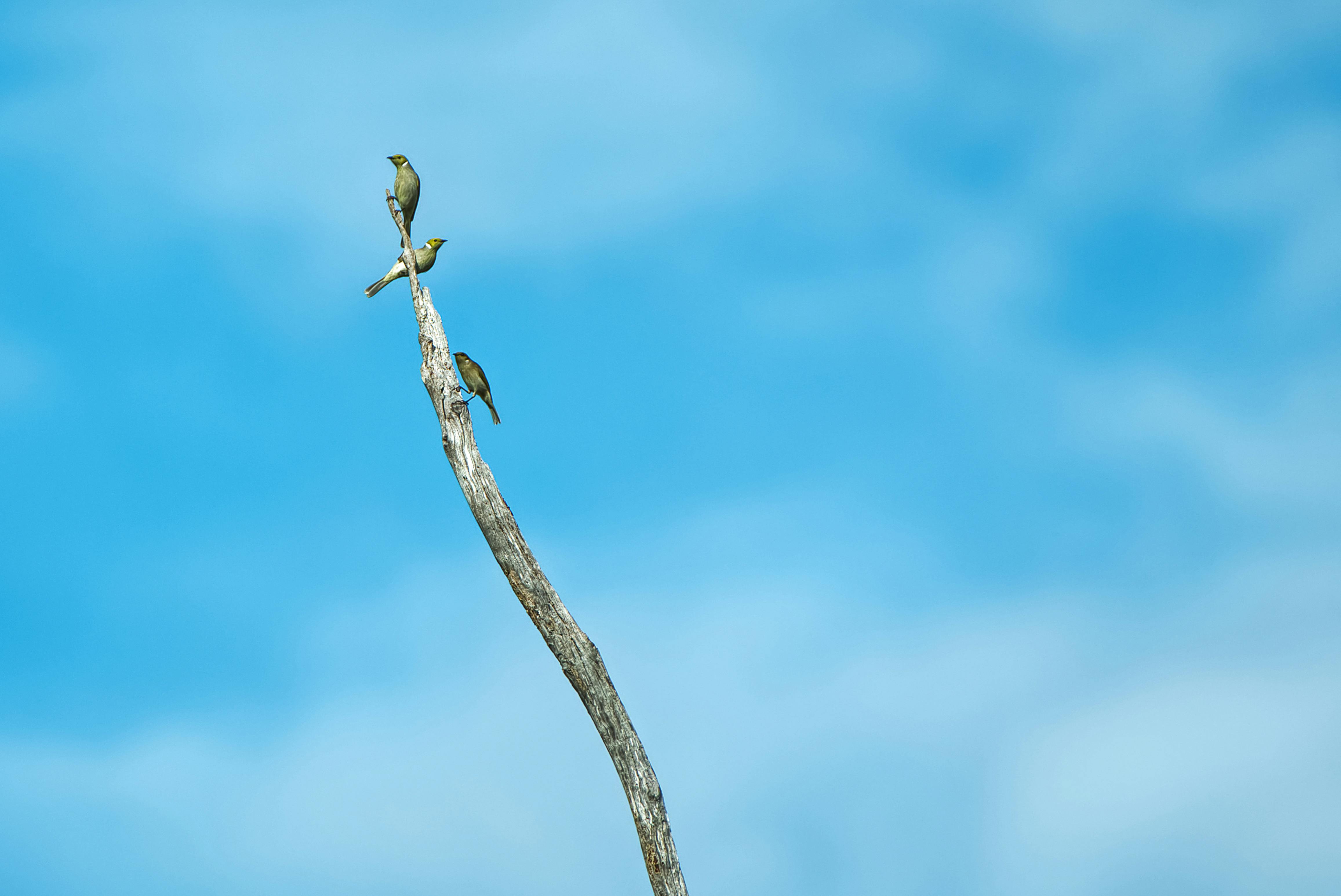 Gratuit Trei păsări se odihnesc pe o singură creangă pe un cer albastru viu, simbolizând simplitatea naturii. Fotografie de stoc