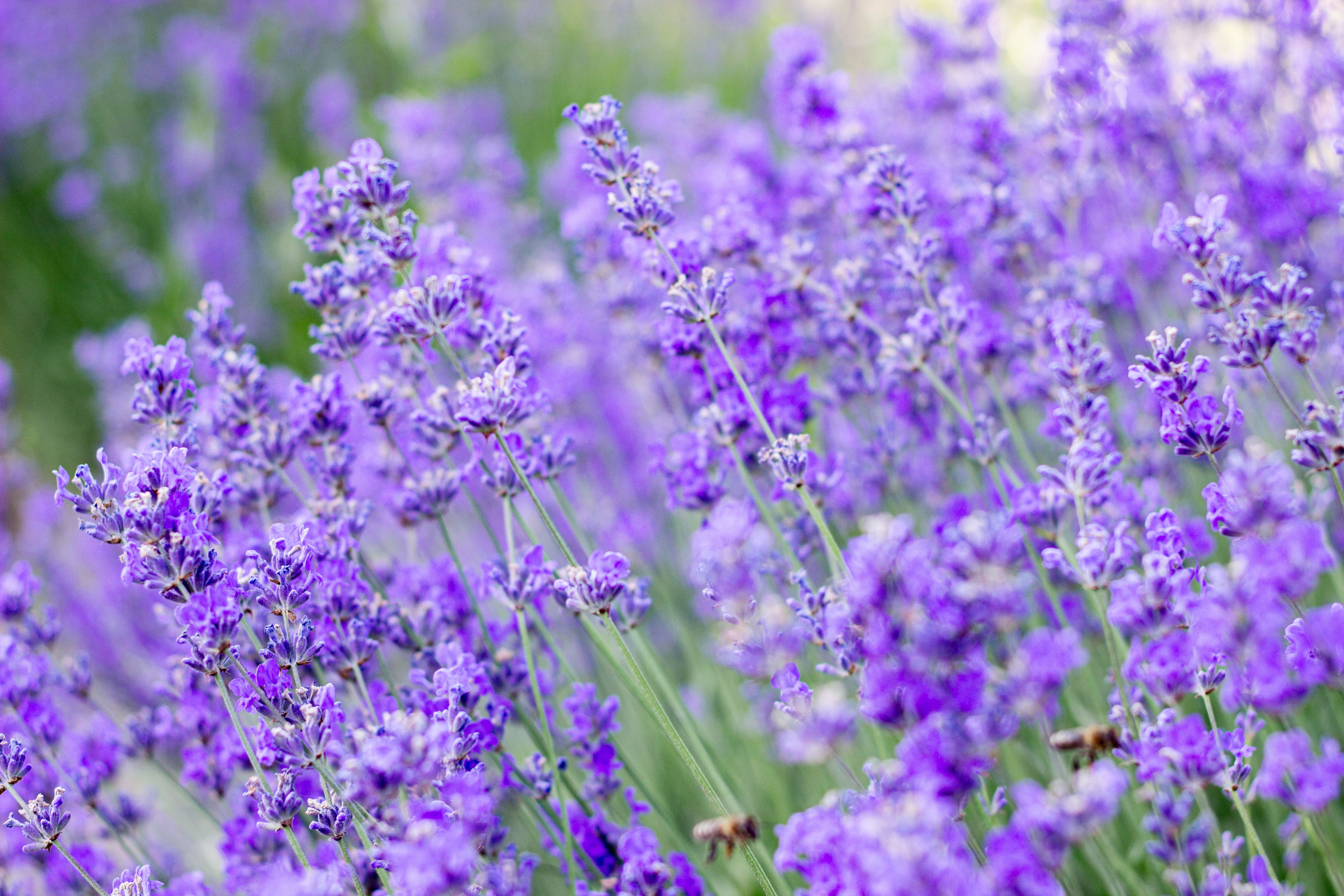 Lavender field in bloom on a sunny day · Free Stock Photo