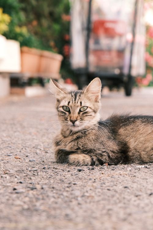 Free A calm tabby cat rests on a sunlit urban street amidst blurred background plants. Stock Photo
