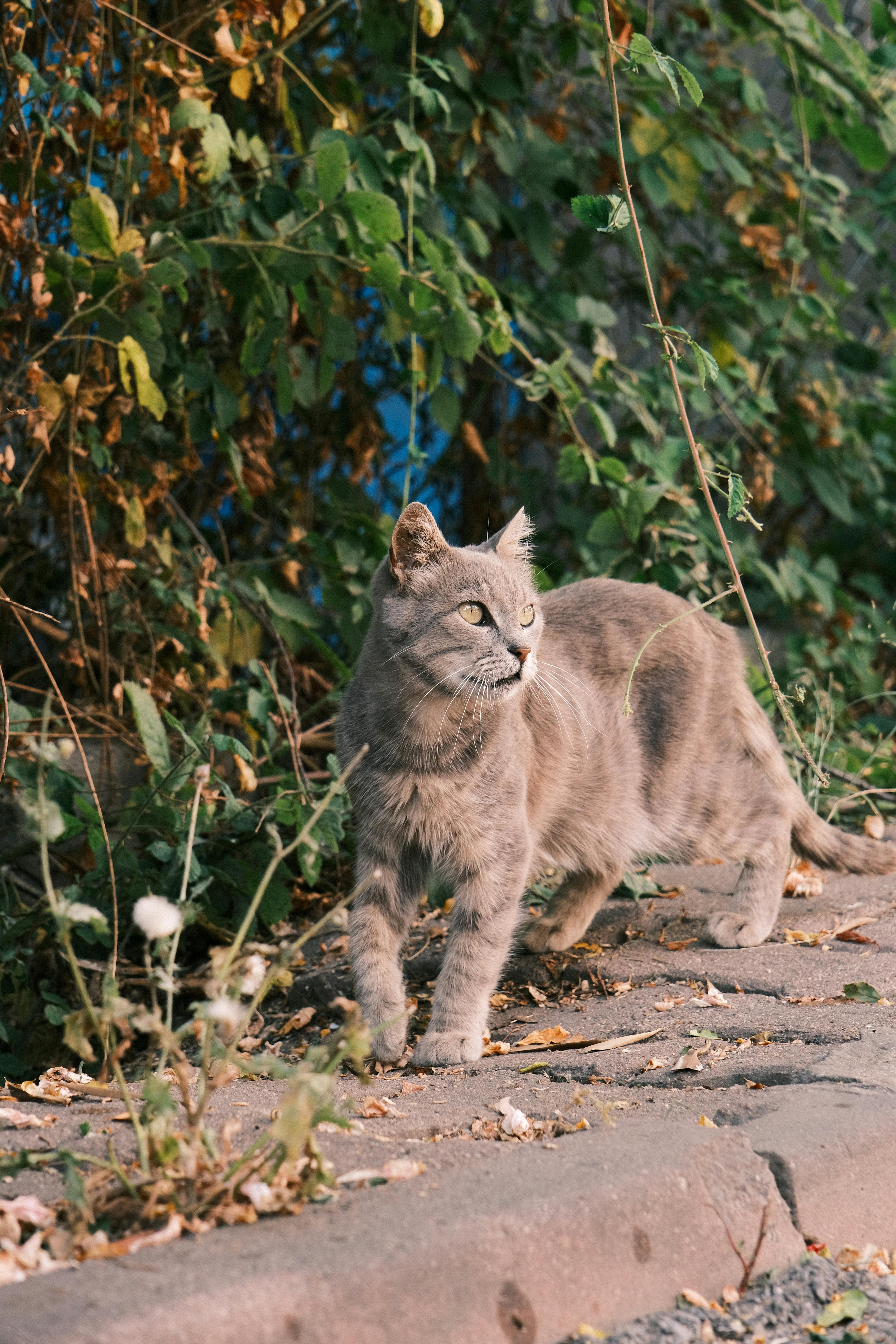 Gray cat strolling on a sidewalk surrounded by foliage, captured in a serene outdoor setting.