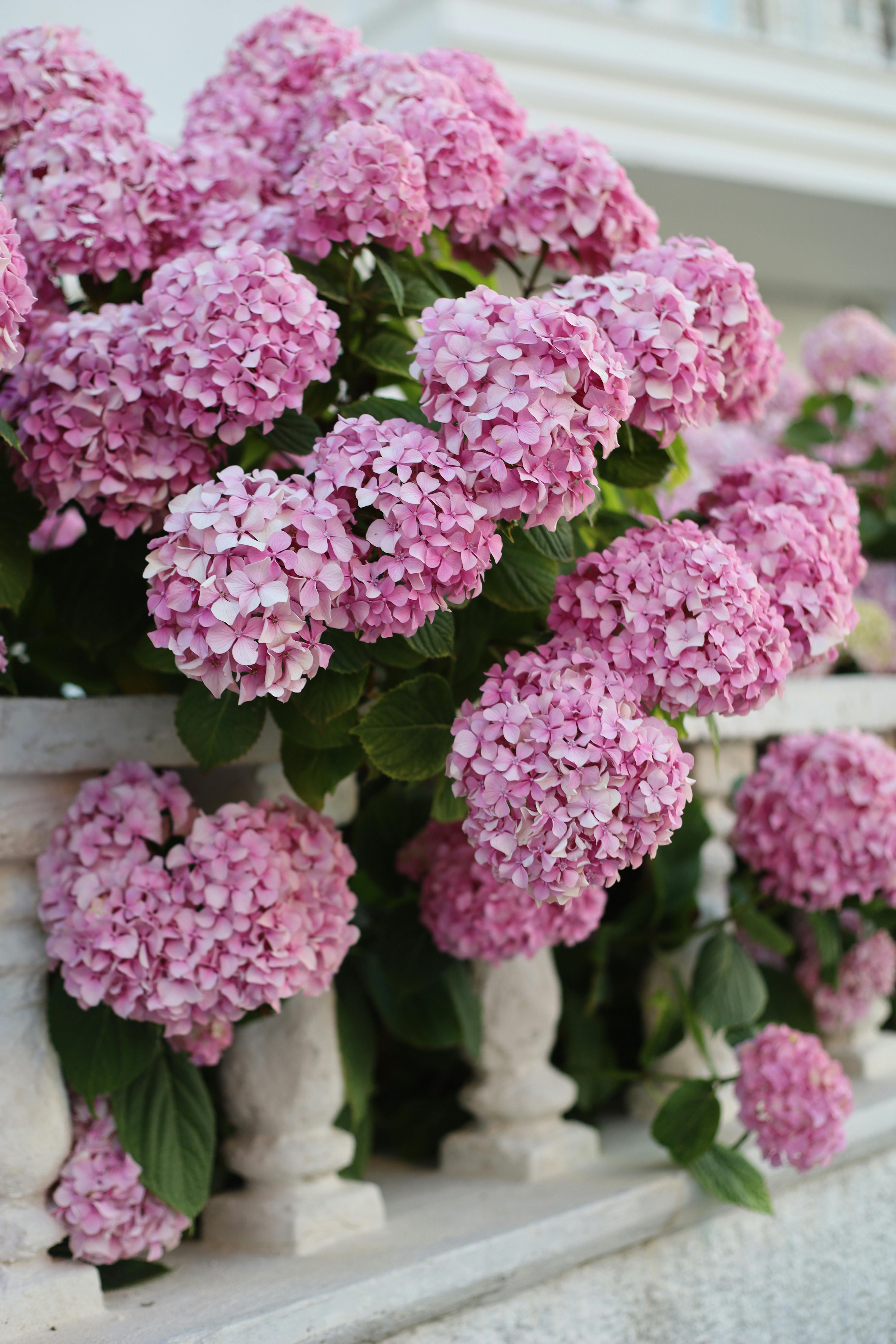 Lush pink hydrangea flowers blooming vibrantly atop a classic stone railing.
