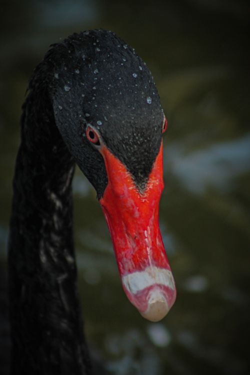 Free Beautiful close-up of a black swan (Cygnus atratus) with red beak in Ankara, Türkiye. Stock Photo