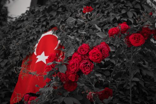 Free Gül,Diken ve Al Bayrak Stock Photo