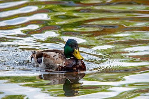 Free A colorful mallard duck glides through reflective water in Ingolstadt, Germany. Stock Photo
