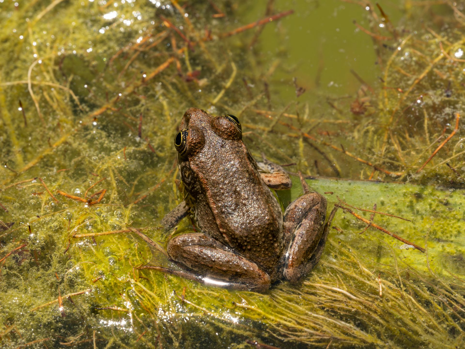 Detailed view of a frog sitting on algae in a natural pond during daytime.