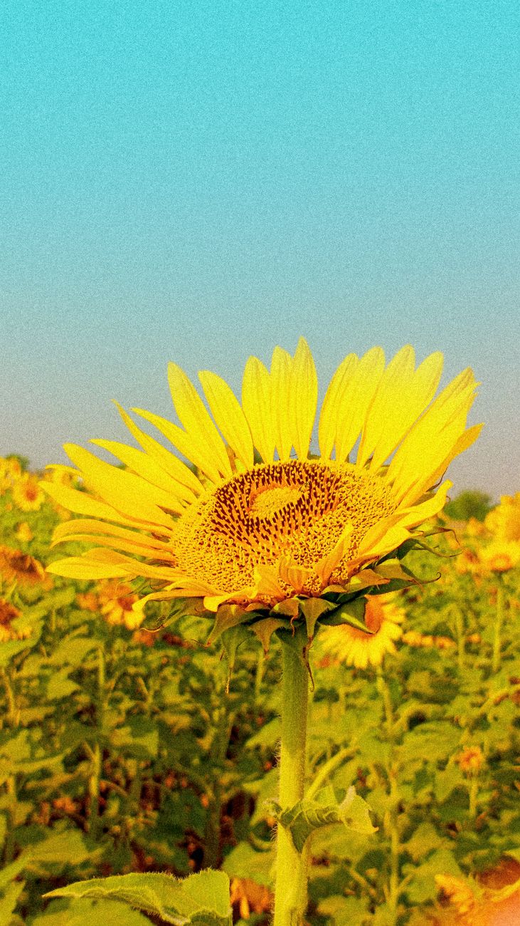 Close-up of a vibrant sunflower in a field against a clear blue sky, capturing the essence of summer.