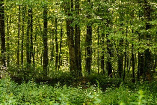 Dense green forest in summer, Garešnica, Bjelovarsko-bilogorska County, Croatia.