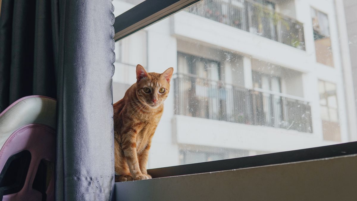 一只橘猫坐在公寓窗边向外看，租房养宠的难点通常不在猫，在条款
