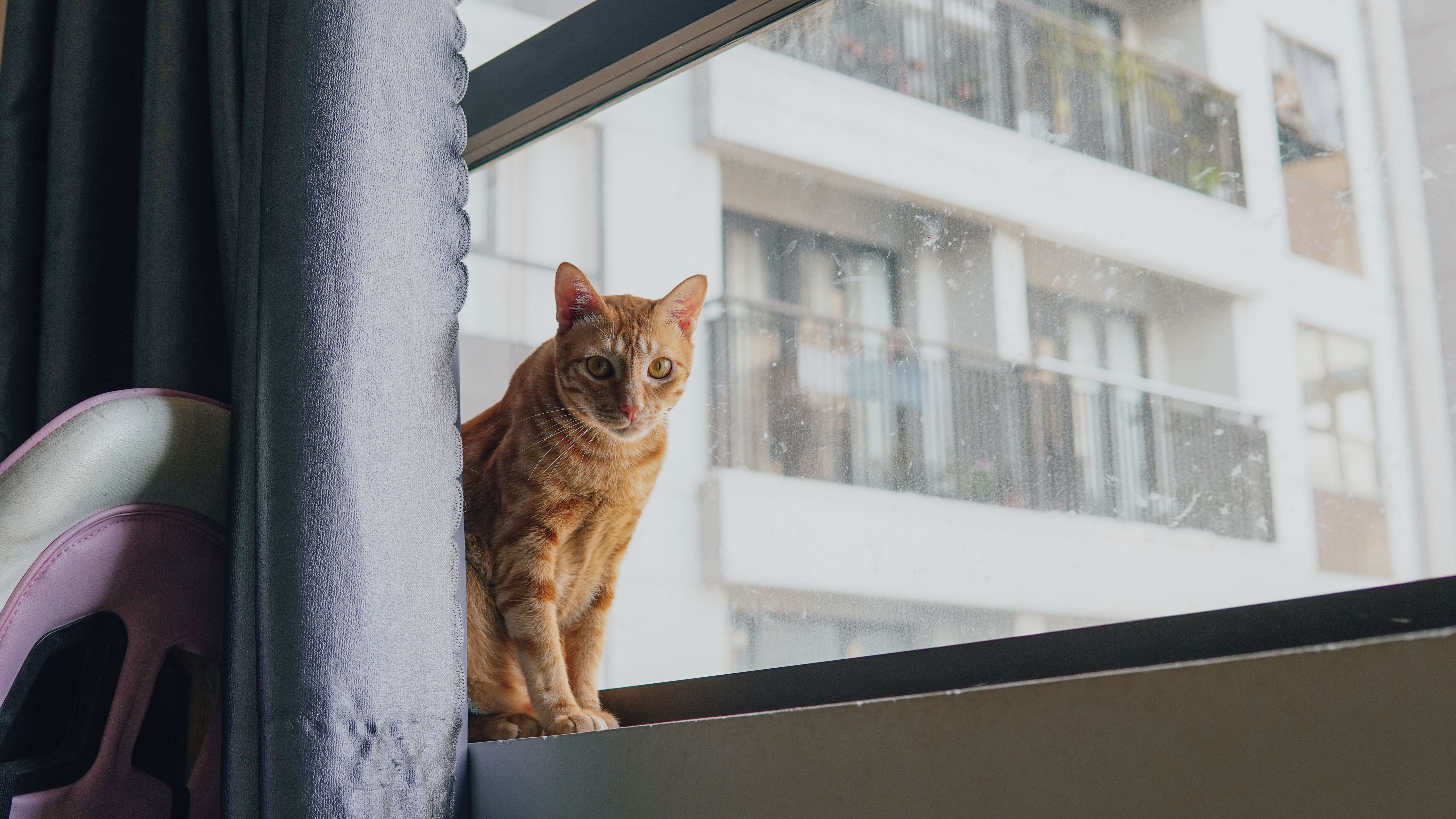 Orange Tabby Cat Sitting by Urban Apartment Window · Free Stock Photo